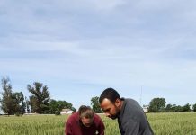 Agronomía UdeC busca medir la eficiencia del uso de nitrógeno en el trigo harinero Agronomía UdeC busca medir la eficiencia del uso de nitrógeno en el trigo harinero