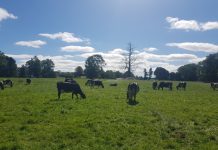 Lanzan proyecto sobre Sistema de alerta temprana y monitoreo de estrés calórico para ganado lechero