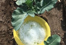 Manejo Integrado de Plagas en hortalizas