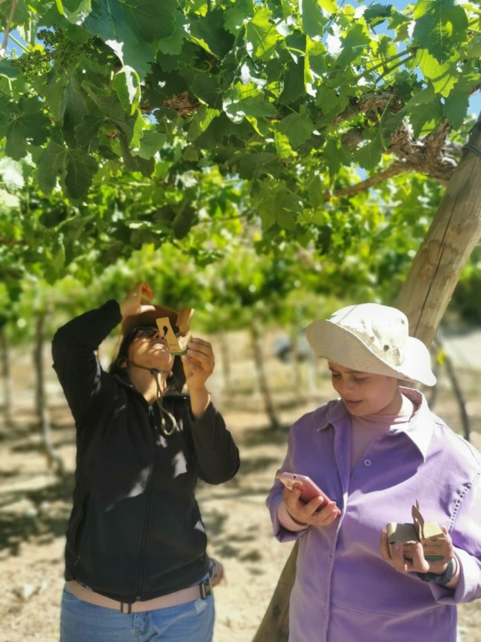 Producir y exportar uva de mesa orgánica, el nuevo desafío de la agricultura regional