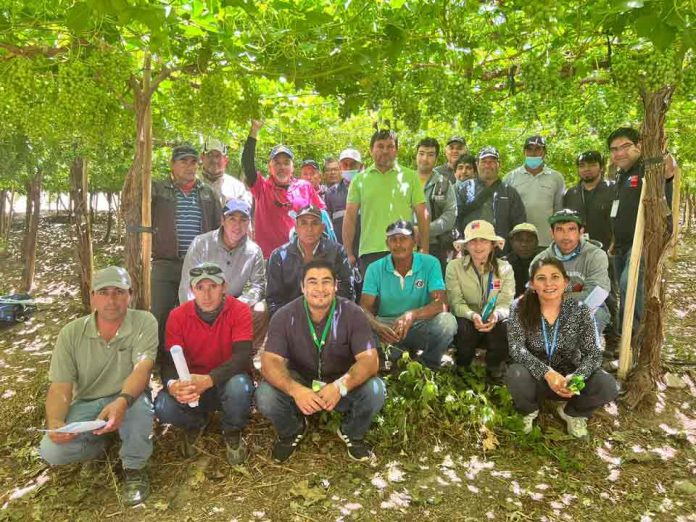 Profesionales de INIA Rayentué capacitan a agricultores del norte de Chile en uso de plaguicidas