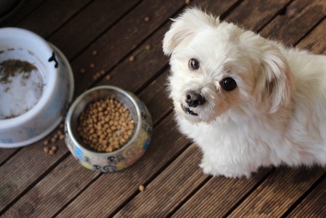 Cómo se produce la comida balanceada para perros y gatos