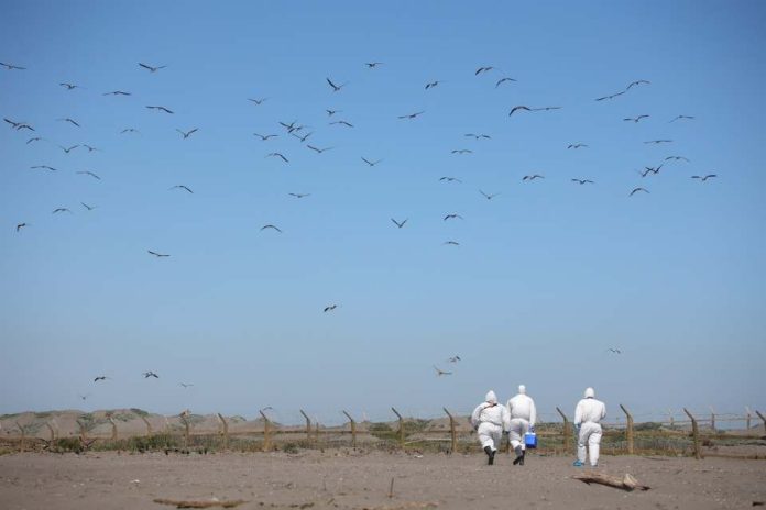 SAG intensifica vigilancia y aumenta nivel de alerta por detección de influenza aviar en Perú, Colombia y Ecuador