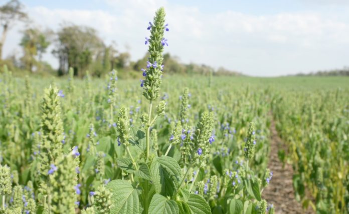Aceite de Chía SOW fue elegido entre los 50 productos más innovadores del Catálogo Transforma Alimentos 2022 Aceite de Chía SOW fue elegido entre los 50 productos más innovadores del Catálogo Transforma Alimentos 2022