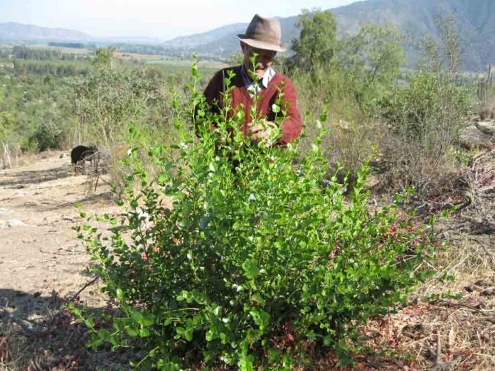 Chile destina sobre 6 mil millones de pesos para el manejo sustentable del bosque nativo