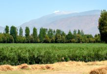 FIA y Ministerio de Ciencia coordinan trabajo colaborativo entre universidades y cooperativas para afrontar desafíos del sector