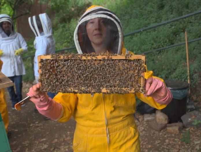 Investigadora chilena sitúa a Chile como pionero mundial en purificación de cera de abejas