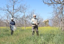 Profesional del INIA La Cruz se capacita en Laboratorio de Entomología UACh