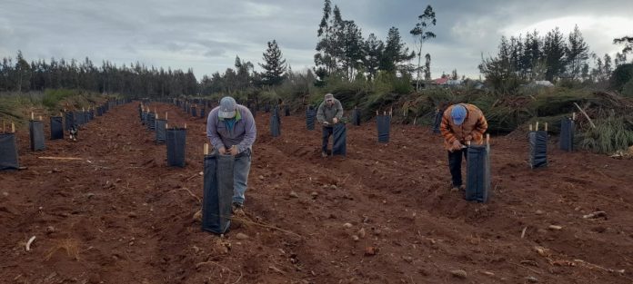 Proyecto de INFOR benefició el aumento de producción melífera a más de 200 agricultores del Biobío