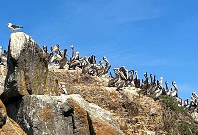 SAG confirma caso positivo de influenza aviar en costa de Ñuble · Autoridades participaron en cita urgente de Mesa técnica regional, en que los servicios públicos coordinaron medidas para evitar la dispersión de la enfermedad a aves domésticas y planteles avícolas. El Servicio Agrícola y Ganadero (SAG) confirmó la presencia de influenza aviar de alta patogenicidad de la variante H5N1 en un pelícano encontrado en la playa del sector Boca de Itata, de la comuna de Trehuaco, Región de Ñuble, tras efectuar los análisis en su laboratorio. Este hallazgo confirma que el virus continúa desplazándose al sur del país en aves silvestres, pero no ha afectado a aves de traspatio ni a la industria avícola nacional. El delegado presidencial regional, Gabriel Pradenas, junto a la directora regional (s) del Servicio Agrícola y Ganadero, Gloria Cuevas, convocaron en forma urgente a la mesa técnica intersectorial que congrega al Gobierno Regional, al Delegado Presidencial Provincial de Itata, los secretarios regionales ministeriales de Agricultura, Salud, Medio Ambiente y Gobierno; así como la Corporación Nacional Forestal (CONAF), el Servicio Nacional de Prevención y Respuesta ante Desastres (Senapred), el Servicio Nacional de Pesca, (Sernapesca), el Servicio Nacional de Turismo (Sernatur), como también de las municipalidades de Cobquecura, Trehuaco y Coelemu, Carabineros, Armada y Policía de Investigaciones. El Delegado Presidencial, Gabriel Pradenas, enfatizó que “para el Gobierno del Presidente Gabriel Boric es fundamental el trabajo coordinado entre los servicios correspondientes para facilitar la labor que realiza el SAG, con el fin de prevenir que la influenza aviar afecte a los pequeños productores de aves domésticas. Por lo mismo, el llamado es a permitir el ingreso a los funcionarios del SAG a los lugares donde se encuentren estas aves a fin de que puedan evaluar y entregar recomendaciones para que puedan protegerse de este virus”. Frente a este nuevo caso positivo, el SAG conformó un centro de operaciones destinado a coordinar y ejecutar el trabajo para reforzar aún más la vigilancia que está desarrollando desde el mes de diciembre en las zonas costeras y en los humedales, dado que la crianza doméstica de las aves de corral como gallinas, gansos y patos, se encuentra concentrada en los alrededores de estos sitios. Del mismo modo, ya se comunicó con los planteles industriales para que intensifiquen sus medidas de bioseguridad a fin de evitar contagios. “Llamamos a la comunidad a estar tranquila; los organismos del Estado estamos trabajando en conjunto para prevenir la dispersión de este virus que, en Chile, ha afectado sólo a aves silvestres”, informó la Directora Regional (s) del SAG, Gloria Cuevas. “Lo más importante es que todas las personas estén alertas si encuentran aves muertas o enfermas: no las toquen, no las trasladen y llamen de inmediato al SAG que ha dispuesto diversos canales de comunicación para recibir las denuncias de la ciudadanía”, agregó. La influenza aviar es una enfermedad viral contagiosa que afecta a aves silvestres y domésticas, y no tiene cura ni tratamiento. En Chile, desde diciembre de 2022 se ha ido presentando en aves silvestres migratorias desde las regiones de Arica y Parinacota hasta Ñuble, pero no se han registrado casos en aves domésticas ni en planteles avícolas. En este sentido, los profesionales del SAG reiteraron el llamado a las personas que crían aves de corral a extremar las medidas de bioseguridad, evitando que tengan contacto con aves silvestres ni compartan agua o alimento.