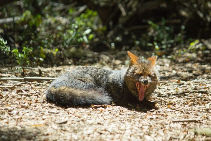 Tecnología al servicio de la biodiversidad Huawei, junto a ONG ambientalistas, usa IA y Cloud para proteger animales en peligro de extinción