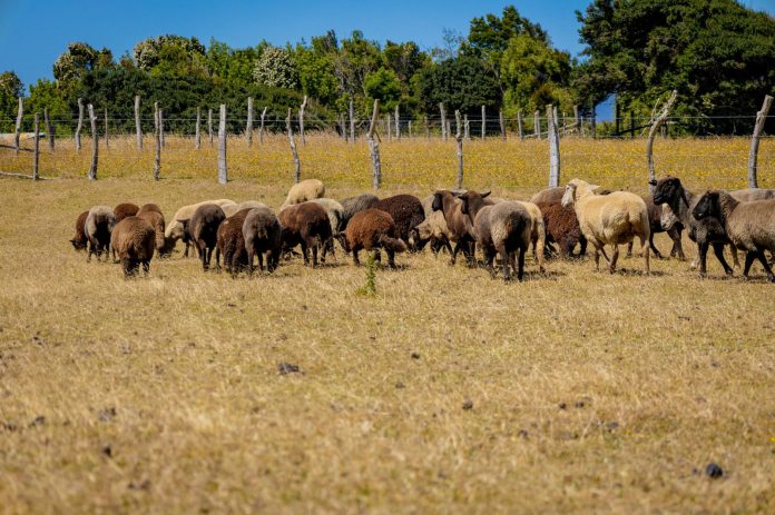 “Al Norte del Sur” rumbo innovador para la gastronomía chilota