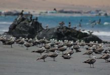 Autoridades llaman a evitar contacto con aves silvestres y animales marinos enfermos o muertos por influenza aviar