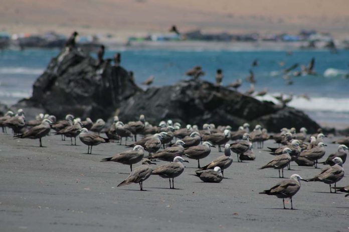 Autoridades llaman a evitar contacto con aves silvestres y animales marinos enfermos o muertos por influenza aviar