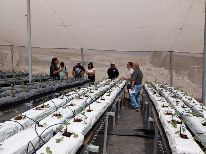 Con residuos como sustratos, pequeños agricultores de Arica y Parinacota podrán cultivar sin suelo y ahorrando agua