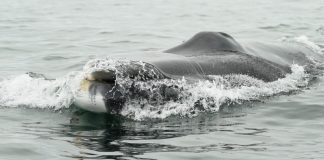 Día Mundial de las Ballenas CMP, Puerto Cruz Grande y Acústica Marina junto a la comunidad de La Higuera, lideran proyecto para la protección del ecosistema marino