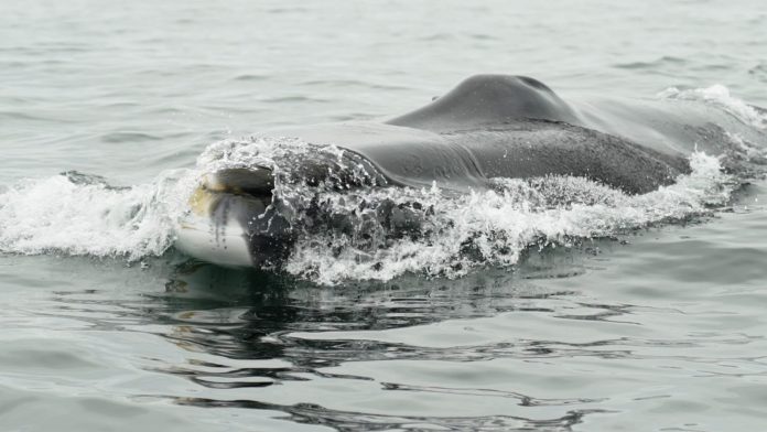 Día Mundial de las Ballenas CMP, Puerto Cruz Grande y Acústica Marina junto a la comunidad de La Higuera, lideran proyecto para la protección del ecosistema marino