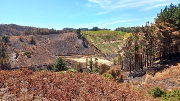 Economía avanza en catastro de sectores productivos afectados por incendios forestales