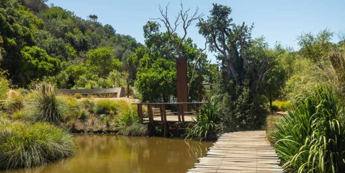 En la comuna de Santo Domingo, Región de Valparaíso: La increíble historia del centenario boldo que revivió en el Humedal Giverny de Parque Tricao