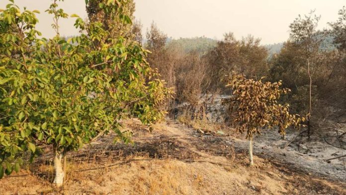 Familias de temporeros, pequeños agricultores, y fruticultores de “zonas cero” son los principales damnificados por la catástrofe