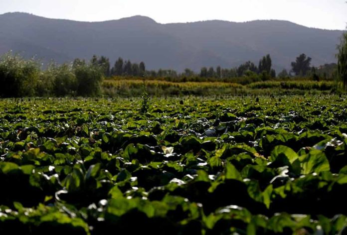 Ministerio de Agricultura reporta 3.507 hectáreas de cultivos afectados por los incendios forestales en regiones del centro sur 