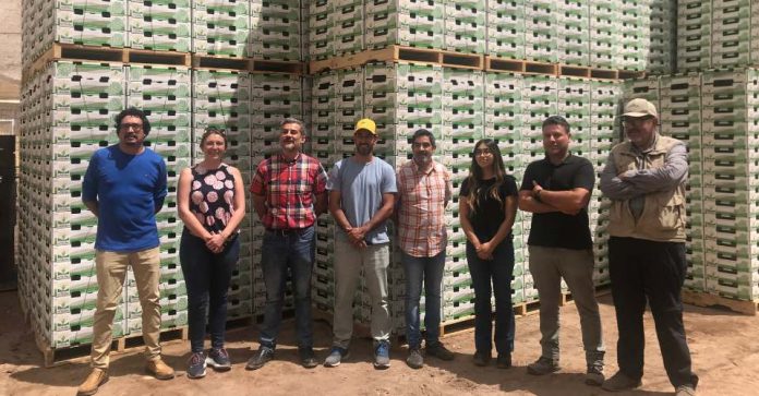 Productores de uva mesa se unen y realizan primera exportación directa a EE.UU.