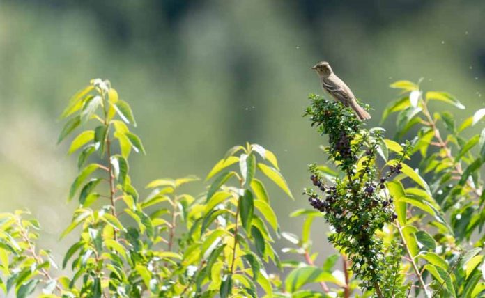 Pionero monitoreo de fauna con ADN permite identificar 13 nuevas especies en Los Lagos