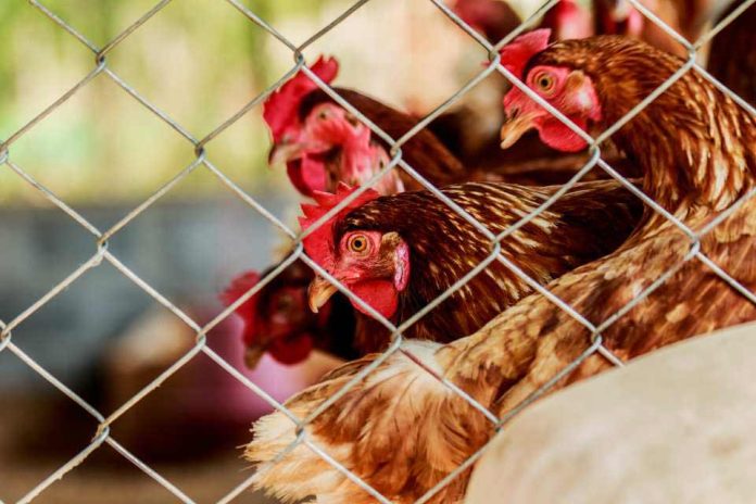 SAG controla caso de influenza aviar en aves de traspatio no comercial en la Región de Atacama