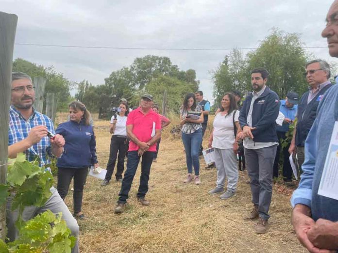 400 prequeños viñateros de Itata afectados por incendios forestales comenzaron a recibir asesoría especializada en INDAP