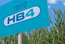 Brasil aprueba cultivo y comercialización de trigo transgénico tolerante a la sequía Brasil aprueba cultivo y comercialización de trigo transgénico tolerante a la sequía
