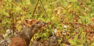 Centro de Rehabilitación de Fauna Silvestre de la UdeC da de alta a primera pareja de pudúes y aves que se vieron afectos por incendios forestales