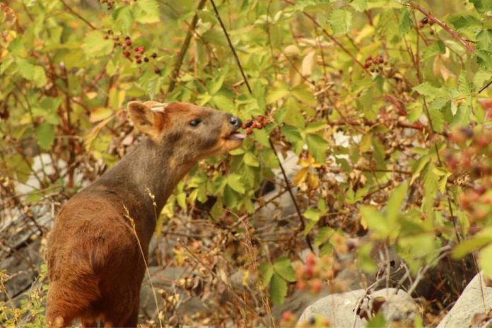 Centro de Rehabilitación de Fauna Silvestre de la UdeC da de alta a primera pareja de pudúes y aves que se vieron afectos por incendios forestales