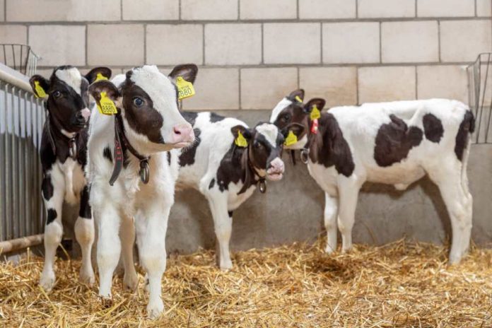 En Expo Ferosor 2023: MSD Salud Animal presentará innovador aditivo alimentario para controlar diarreas en terneros