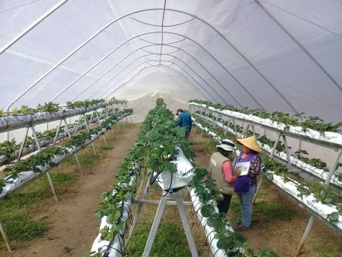 INIA Ururi, 15 años al servicio de la agricultura familiar campesina de Arica y Parinacota