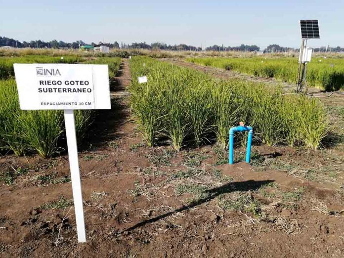 Implementación de riego por goteo en cultivos de arroz permitirá ahorrar un 60% de agua