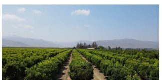 Tecnologías de eficiencia hídrica están ganando espacio en el campo de la Región de Coquimbo