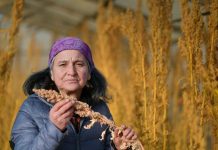 Agricultora Julia Muñoz cosechó la primera producción de quinua bajo invernadero en Puerto Natales