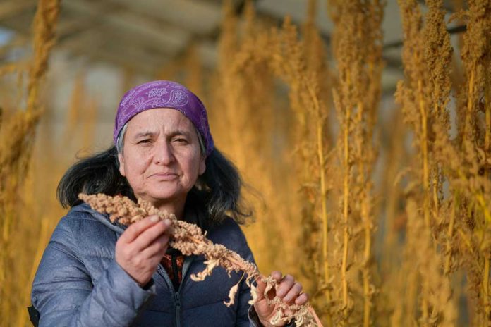 Agricultora Julia Muñoz cosechó la primera producción de quinua bajo invernadero en Puerto Natales