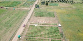 Agricultores del secano Mediterráneo de Chile están cerca de contar con la primera variedad de alfalfa