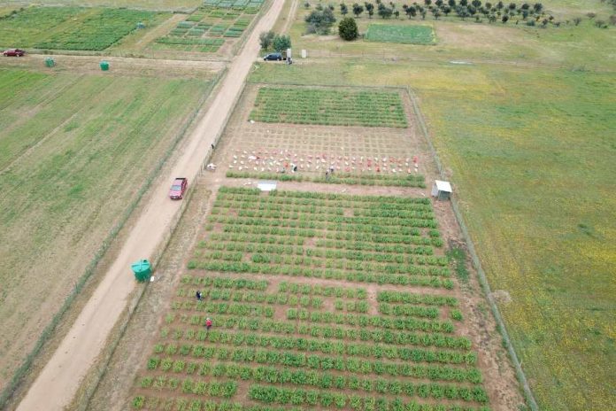 Agricultores del secano Mediterráneo de Chile están cerca de contar con la primera variedad de alfalfa