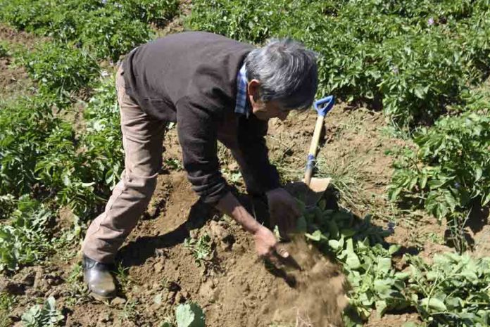 Agroseguros del ministerio de agricultura cuenta con seguro agrícola para proteger a las y los pequeños y medianos agricultores