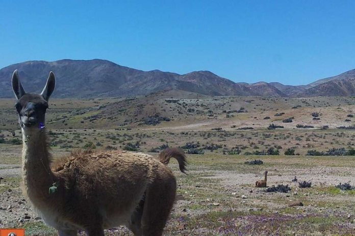 Aumenta población de guanacos en Parque Nacional Llanos de Challe