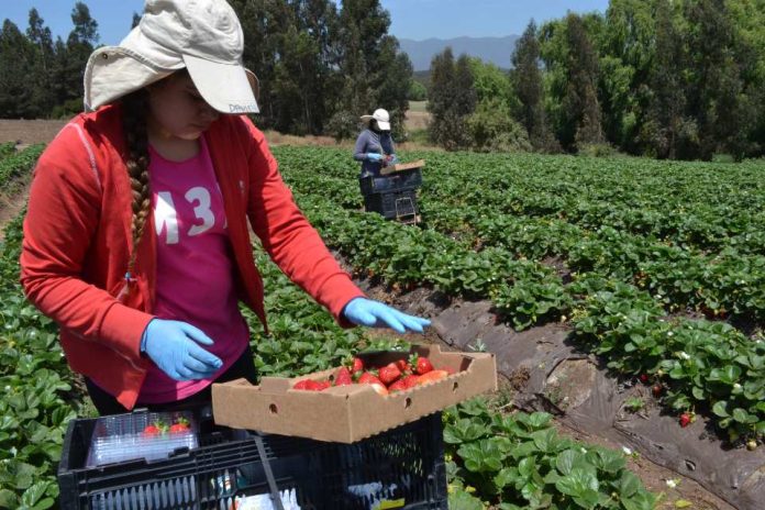 CNR llama a las mujeres regantes del Norte Chico a presentar sus iniciativas al primer concurso nacional de riego para agricultoras 2023