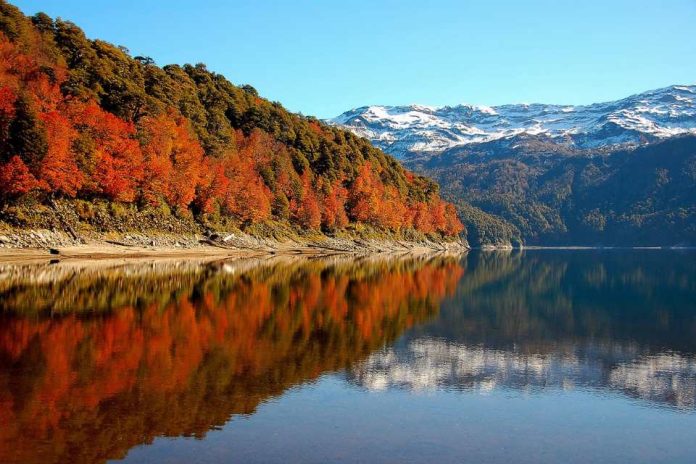 CONAF amplía plazo para postular a los concursos del fondo de conservación de la Ley de Bosque Nativo