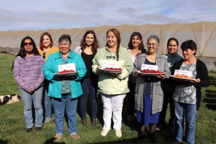 Consorcio Tecnológico de la Fruta da a conocer 4 nuevas variedades de frambuesas 100% chilenas