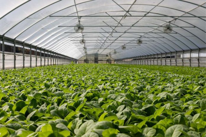 Corfo Metropolitano ofrece becas a productores hortícolas para mejorar sus conocimientos en manejo de invernaderos Corfo Metropolitano ofrece becas a productores hortícolas para mejorar sus conocimientos en manejo de invernaderos