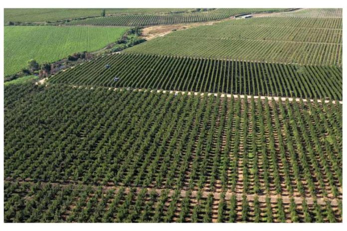 El rol de la tecnología e innovación en el desarrollo del sector agrícola en Chile