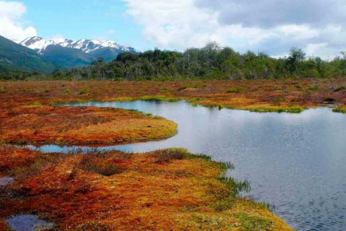 Fundación mapa y el importante aporte al desarrollo sostenible en el sur de Chile