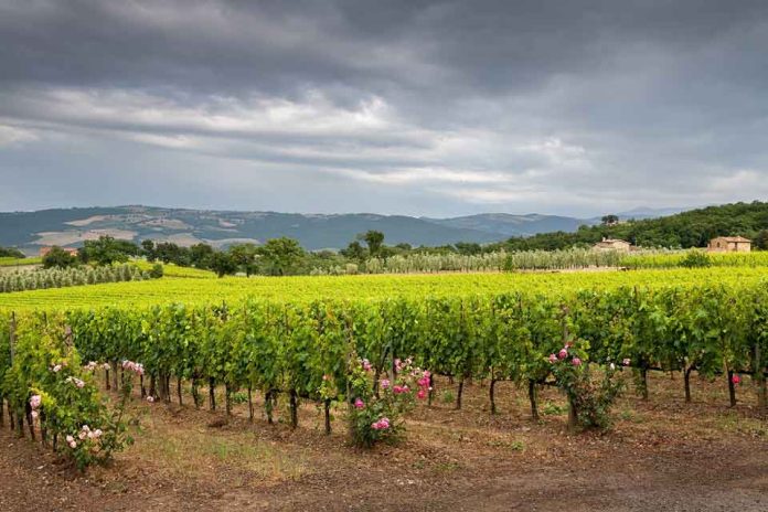 Gases inertes aseguran la competitividad del vino chileno al mitigar su riesgo de oxidación