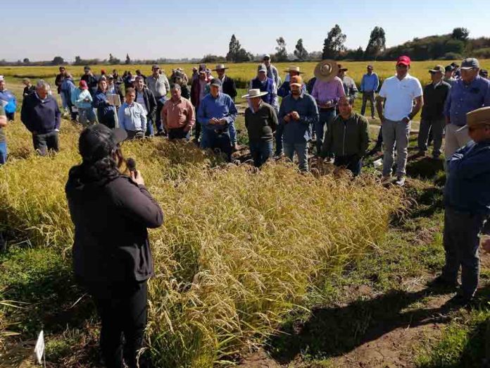 Investigadores de INIA presentaron nuevas modalidades en el cultivo del arroz ante escasez de agua